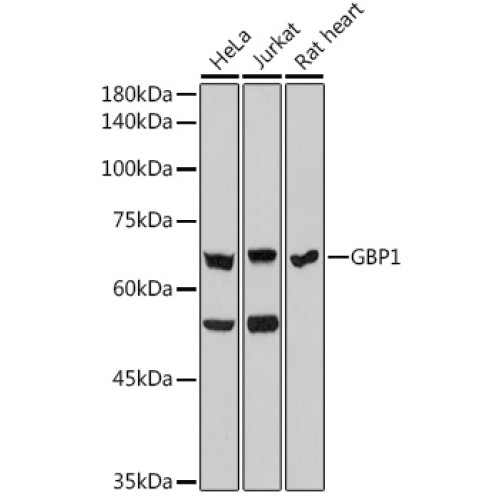 GBP1 Rabbit mAb