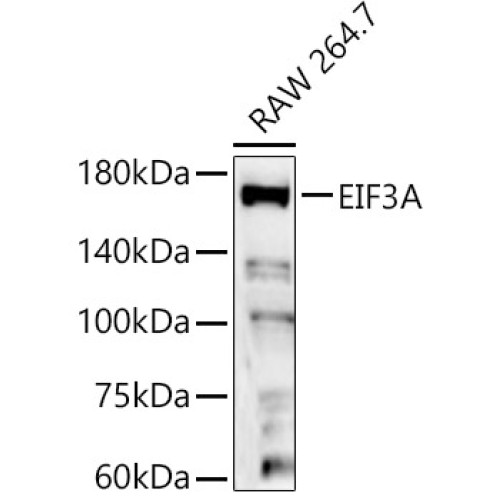 EIF3A Rabbit pAb
