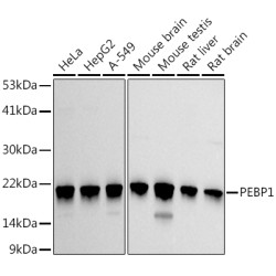 PEBP1 Rabbit pAb