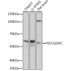 PIST/GOPC Rabbit mAb