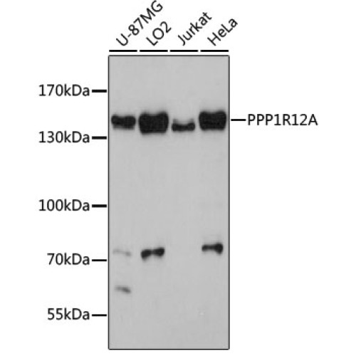 PPP1R12A Rabbit pAb