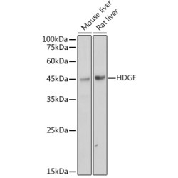 HDGF Rabbit mAb