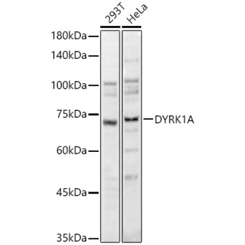 DYRK1A Rabbit pAb