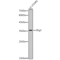 Olig3 Rabbit mAb