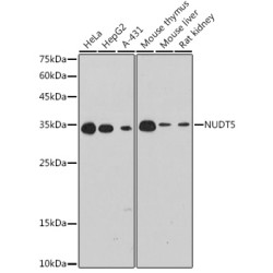 NUDT5 Rabbit mAb