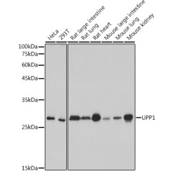UPP1 Rabbit mAb