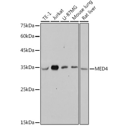 MED4 Rabbit mAb