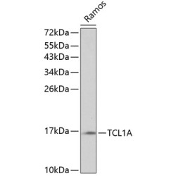 TCL1A Rabbit pAb