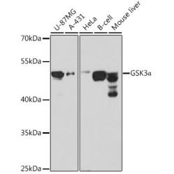GSK3α Rabbit pAb