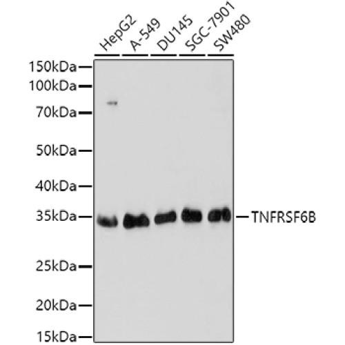 TNFRSF6B Rabbit pAb