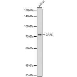 [KO Validated] GARS Rabbit mAb