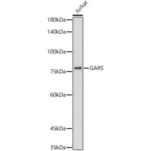 [KO Validated] GARS Rabbit mAb