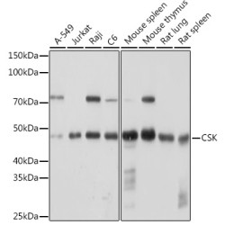 CSK Rabbit mAb