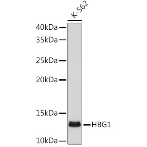 HBG1/2 Rabbit mAb