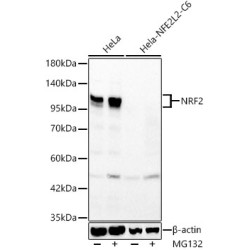 NRF2 Rabbit pAb