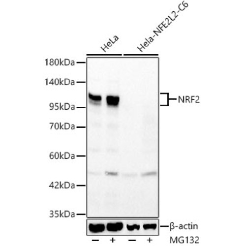 NRF2 Rabbit pAb