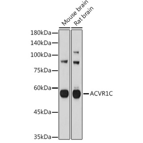 ACVR1C Rabbit pAb
