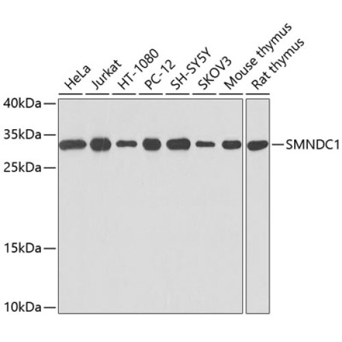 SMNDC1 Rabbit pAb