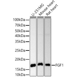 FGF1 Rabbit pAb