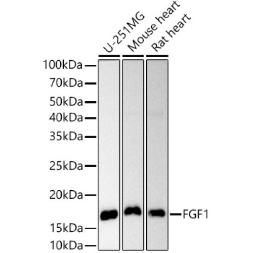 FGF1 Rabbit pAb