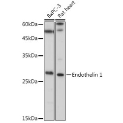 Endothelin 1 Rabbit pAb