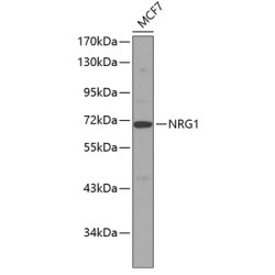 NRG1 Rabbit pAb