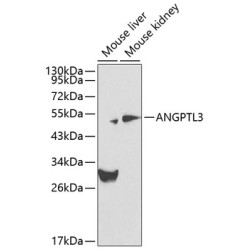 ANGPTL3 Rabbit pAb