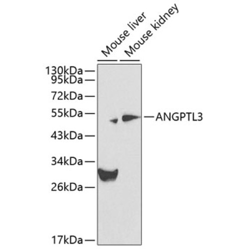 ANGPTL3 Rabbit pAb