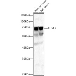ATG13 Rabbit pAb