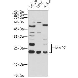 MMP7 Rabbit pAb