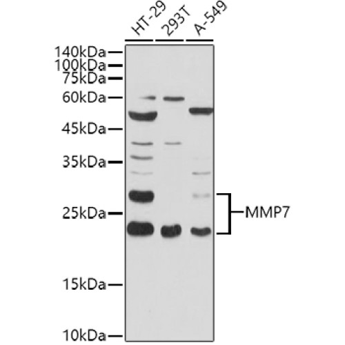 MMP7 Rabbit pAb