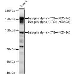 Integrin alpha 4 (ITGA4/CD49d) Rabbit pAb