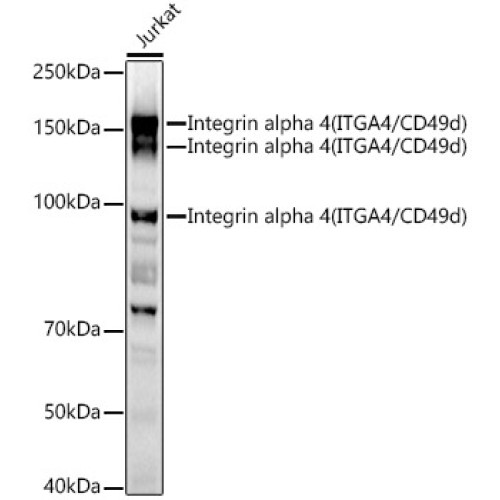 Integrin alpha 4 (ITGA4/CD49d) Rabbit pAb