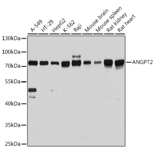 ANGPT2 Rabbit pAb