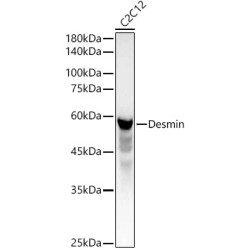 Desmin Rabbit pAb