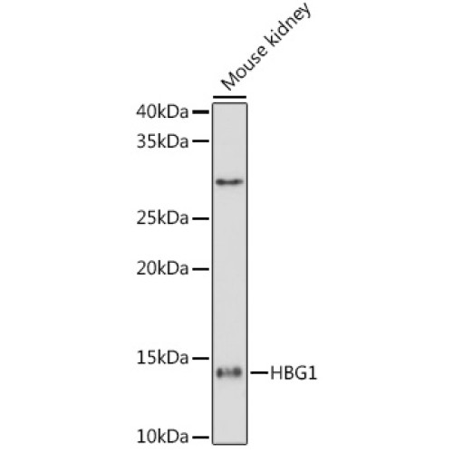 HBG1/2 Rabbit mAb