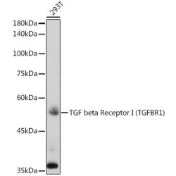 TGF beta Receptor I (TGFBR1) Rabbit pAb