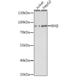 IKKβ Rabbit pAb