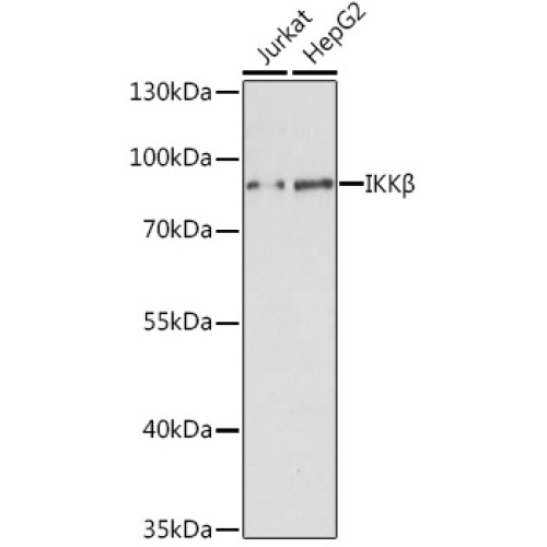 IKKβ Rabbit pAb