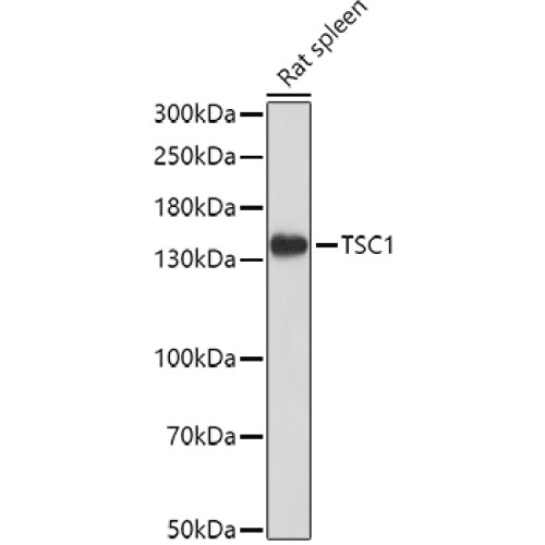 TSC1 Rabbit pAb