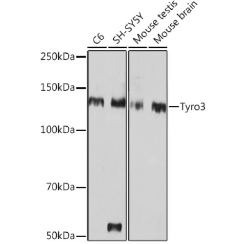 Tyro3 Rabbit mAb