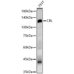 CBL Rabbit pAb