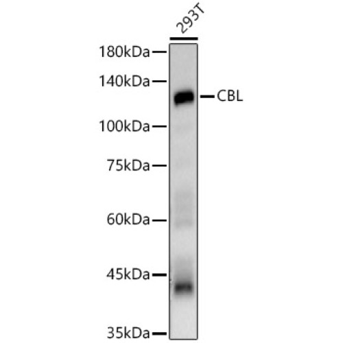 CBL Rabbit pAb