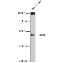 SUOX Rabbit mAb