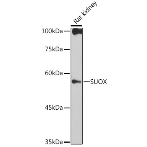 SUOX Rabbit mAb