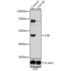 CSK Rabbit pAb