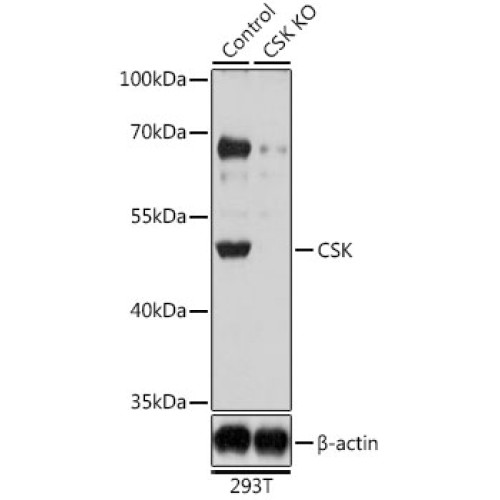 CSK Rabbit pAb