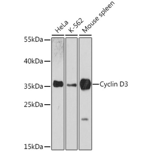 [KO Validated] Cyclin D3 Rabbit pAb