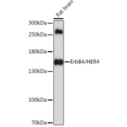 ErbB4/HER4 Rabbit pAb