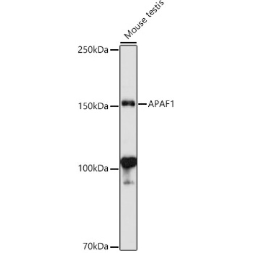 APAF1 Rabbit pAb